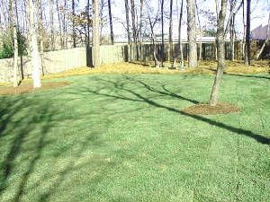byard4grass.jpg